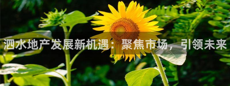 新宝5怎么下载到桌面：泗水地产发展新机遇：聚焦市场，引领未来