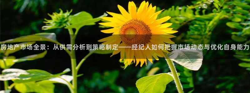 新宝5郑74OOO5：房地产市场全景：从供需分析到策略制定—