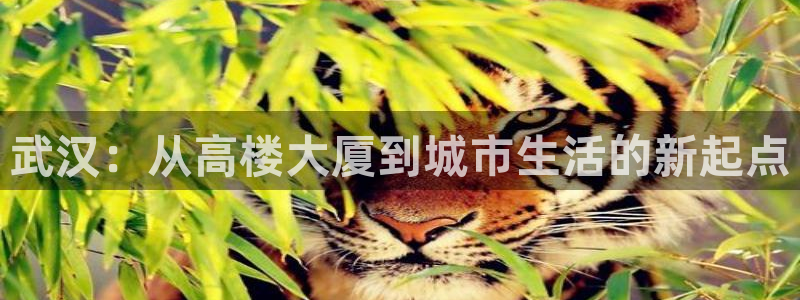 新宝5app手机下载：武汉：从高楼大厦到城市生活的新起点